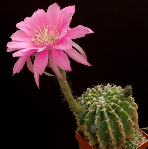 Echinopsis_rubelliflora